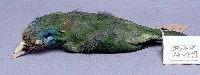 五色鳥藏品圖，第3張